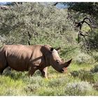 Auch ein Rhinozeros ....