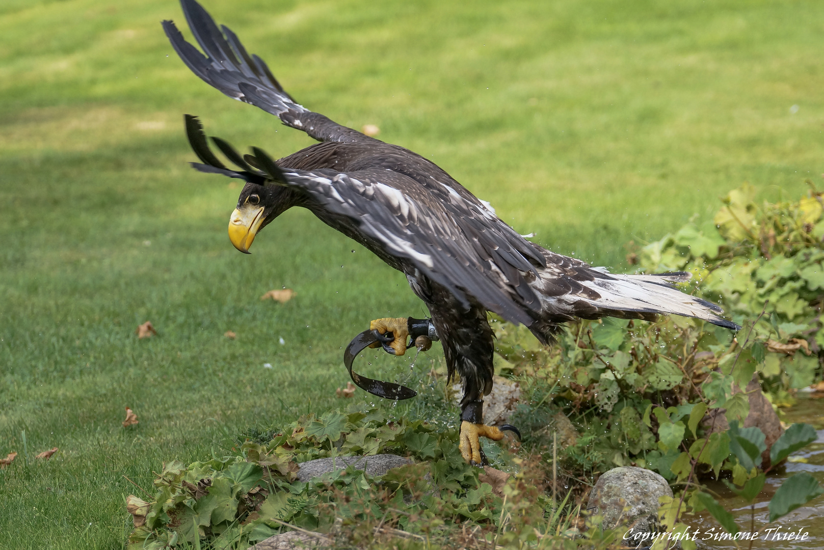 Auch ein Riesenseeadler kann einmal daneben greifen. ;)