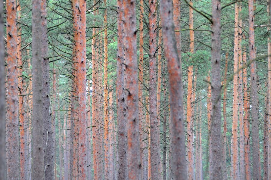 Auch ein scheinbar langweiliger Wald kann interessant sein