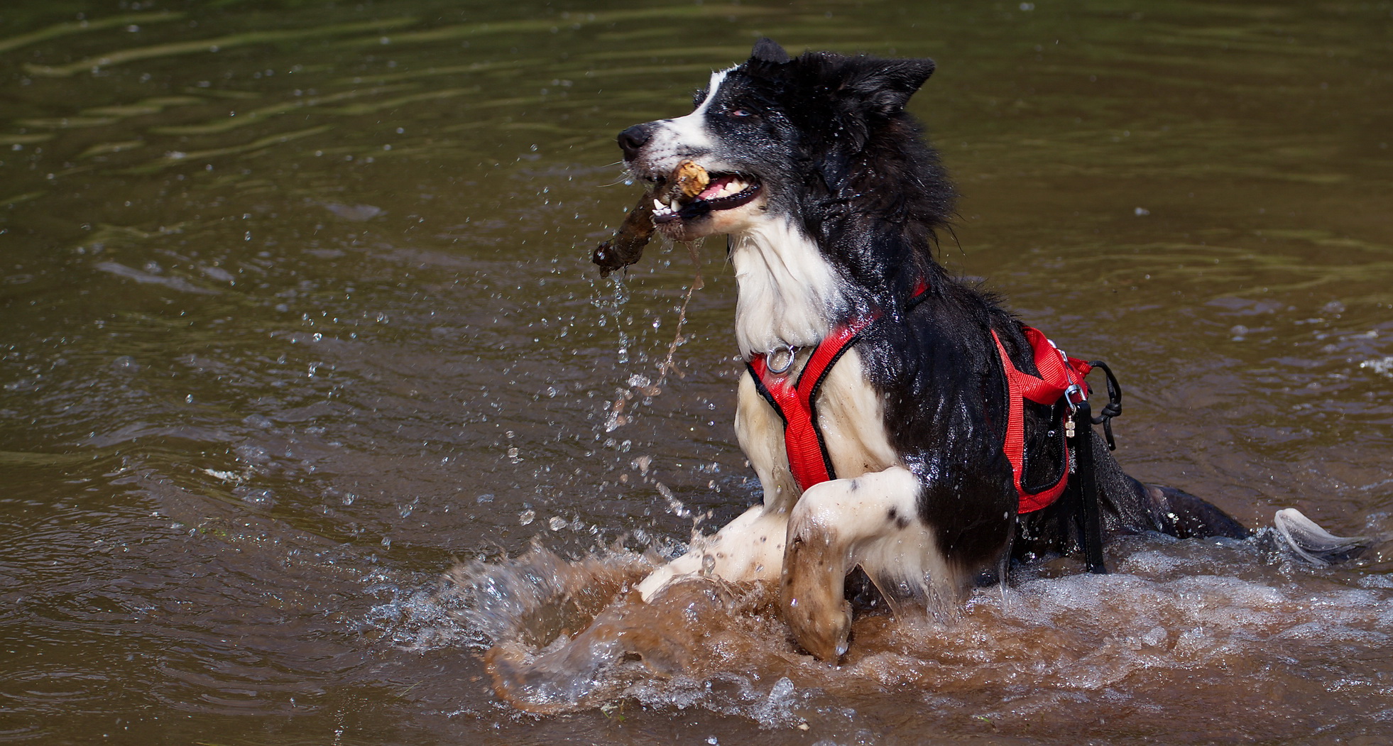 Auch ein Schlittenhund apportiert, aber nur wenn er will.