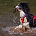 Auch ein Schlittenhund apportiert, aber nur wenn er will.