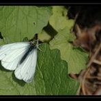 Auch ein Schmetterling braucht Ruhe