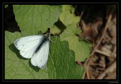 Auch ein Schmetterling braucht Ruhe