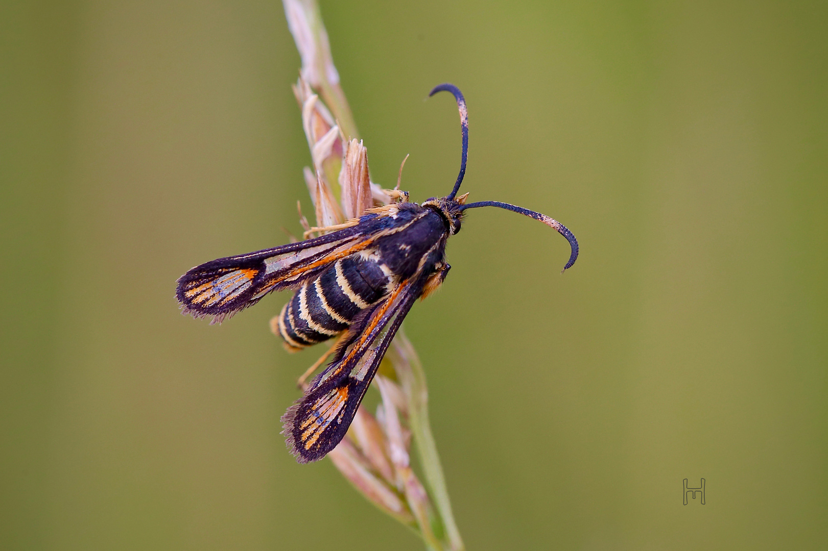 Auch ein Schmetterling...