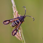 Auch ein Schmetterling...