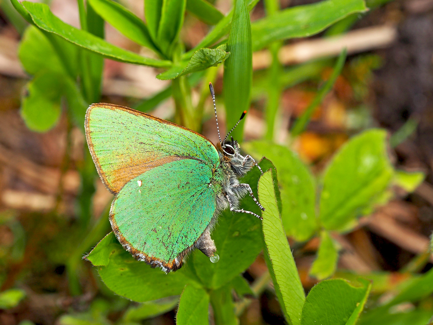 Auch ein Schmetterling muss mal Pipi machen ...