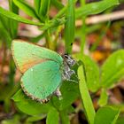 Auch ein Schmetterling muss mal Pipi machen ...