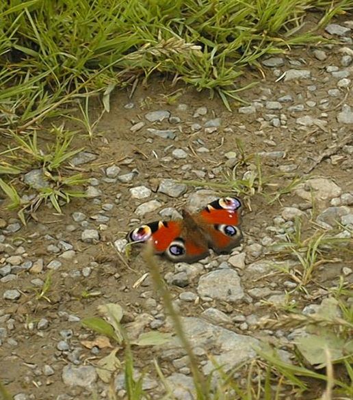 Auch ein Schmetterling will mal spazierengehen