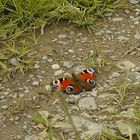 Auch ein Schmetterling will mal spazierengehen