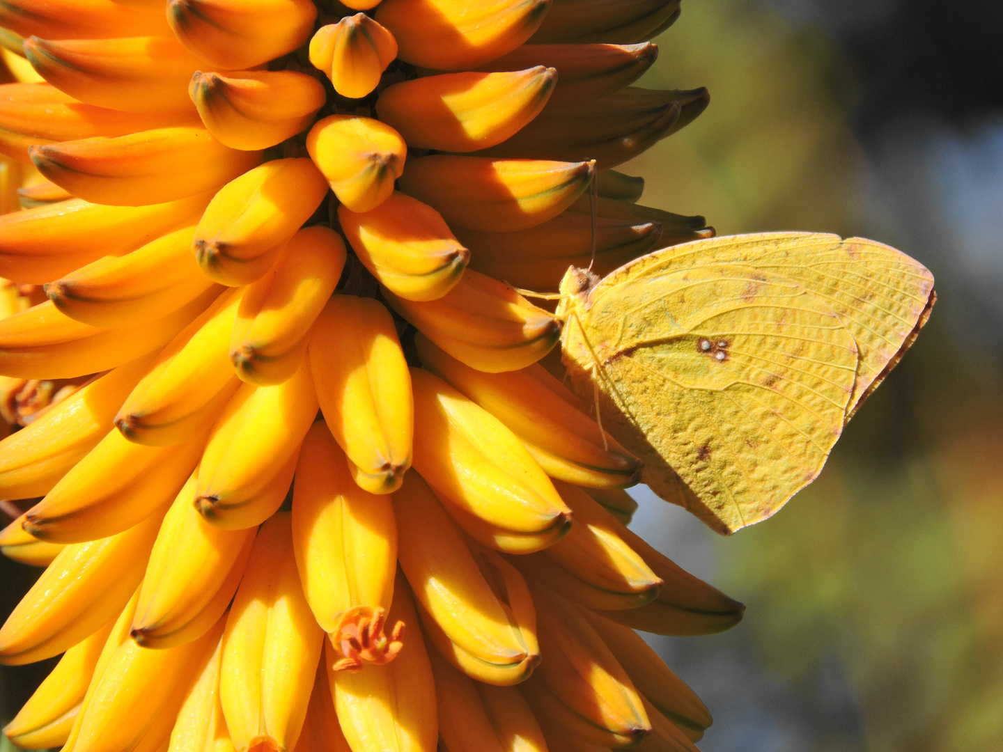 Auch ein Schmetterling......DSCN2800 (1)