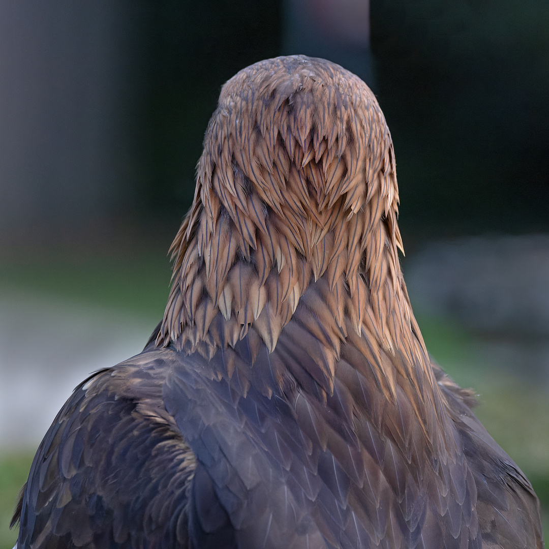 auch ein schöner Rücken Foto & Bild tiere, zoo, wildpark