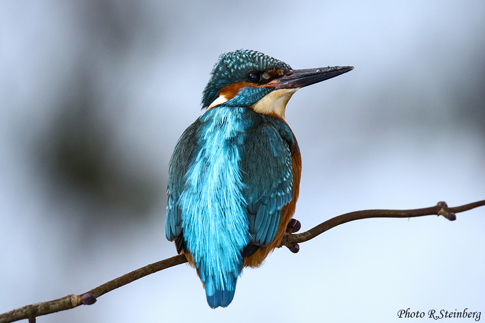 auch ein schöner Rücken. Foto & Bild tiere, wildlife, wild