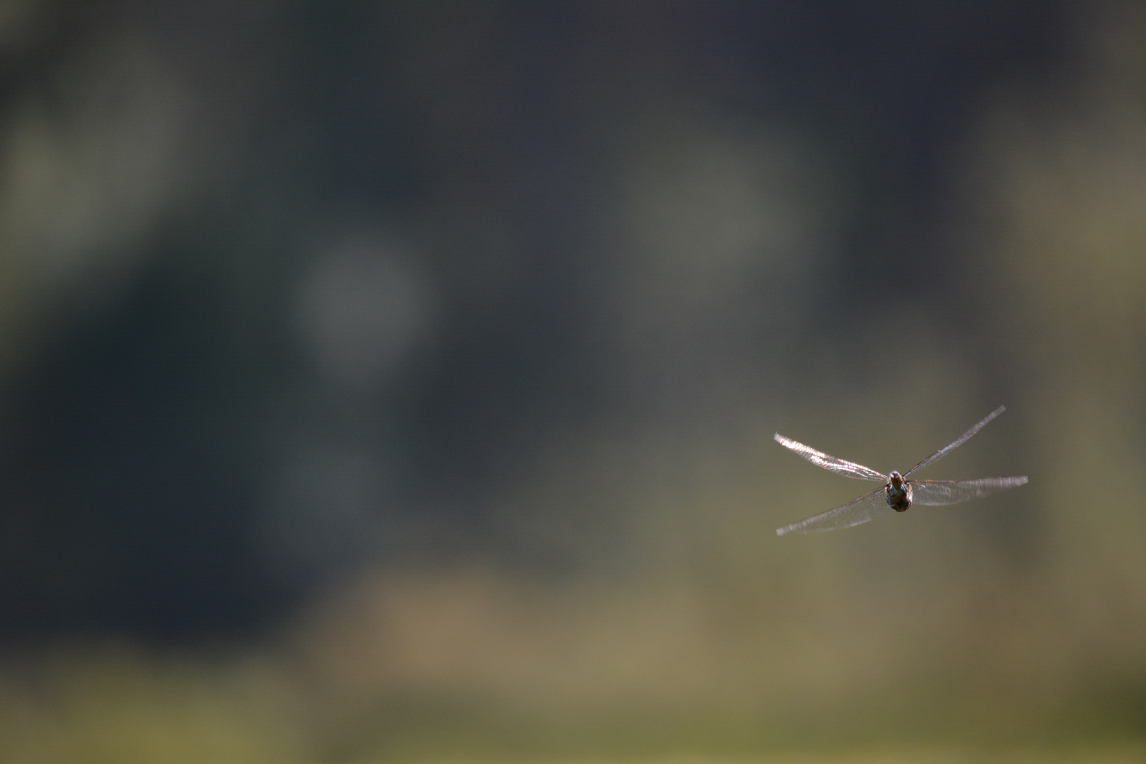 Auch ein schöner Rücken kann entzücken... Foto & Bild tiere, wildlife