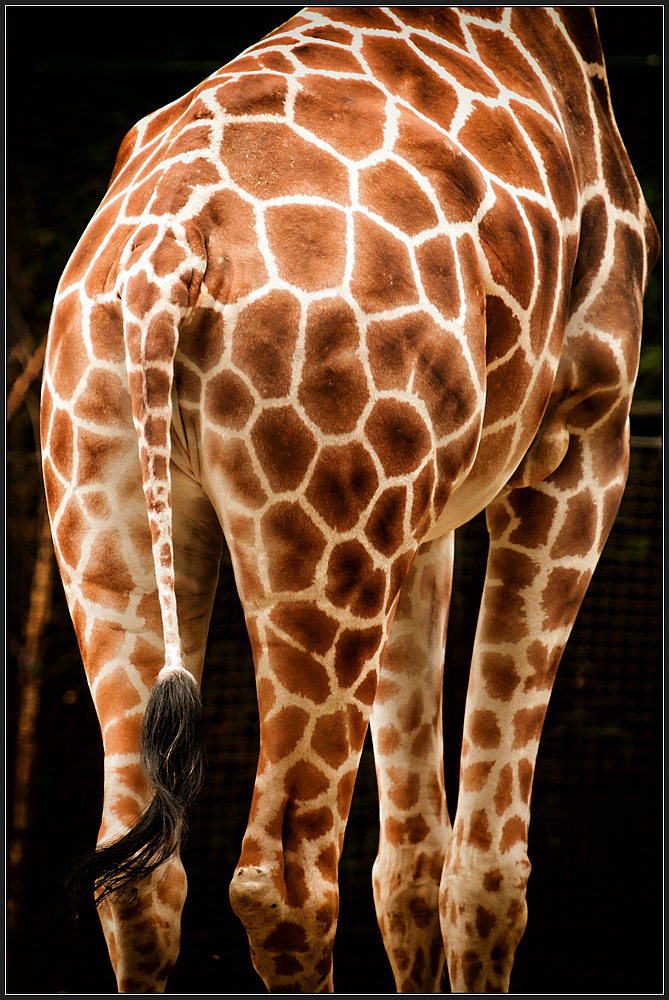 Auch ein schöner Rücken kann entzücken - aufgenommen im Zoo Frankfurt