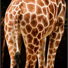 Auch ein schöner Rücken kann entzücken - aufgenommen im Zoo Frankfurt