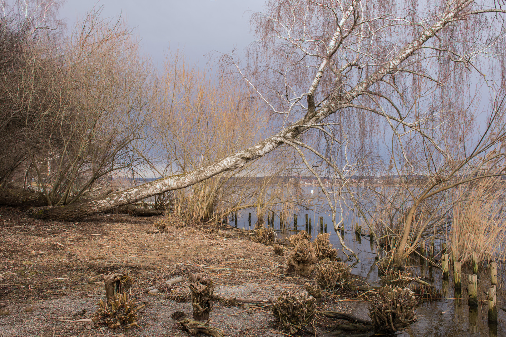  Auch ein schräger Baum ...