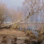  Auch ein schräger Baum ...