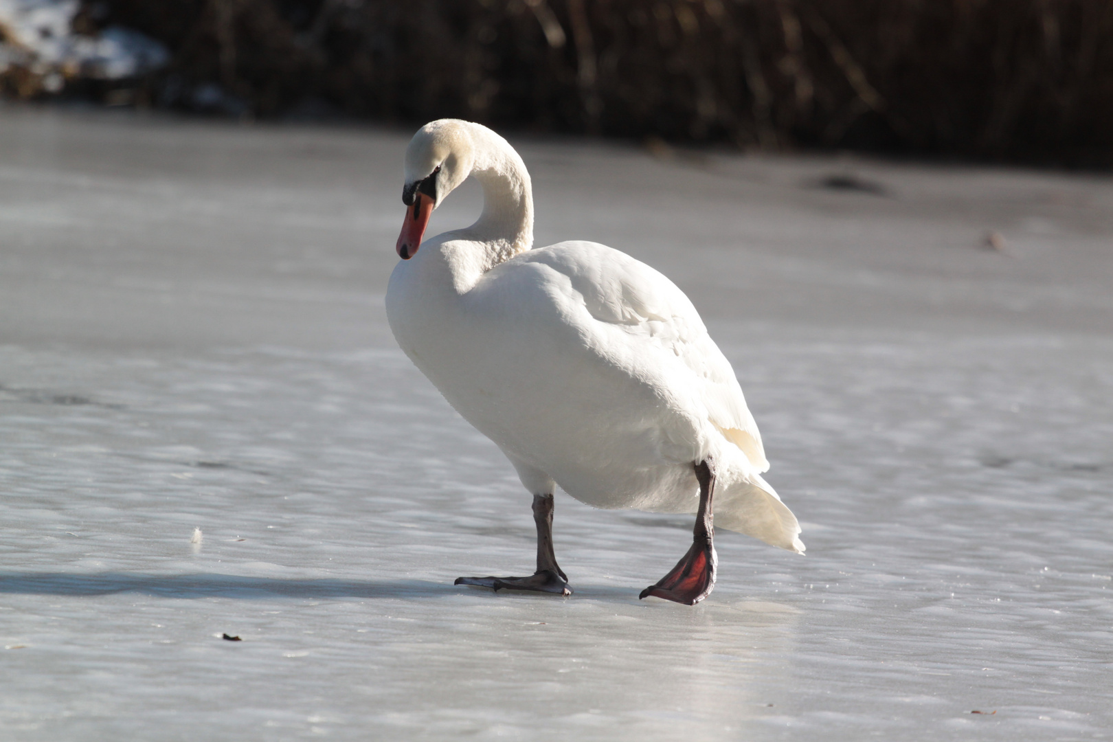 Auch ein Schwan geht mal spazieren