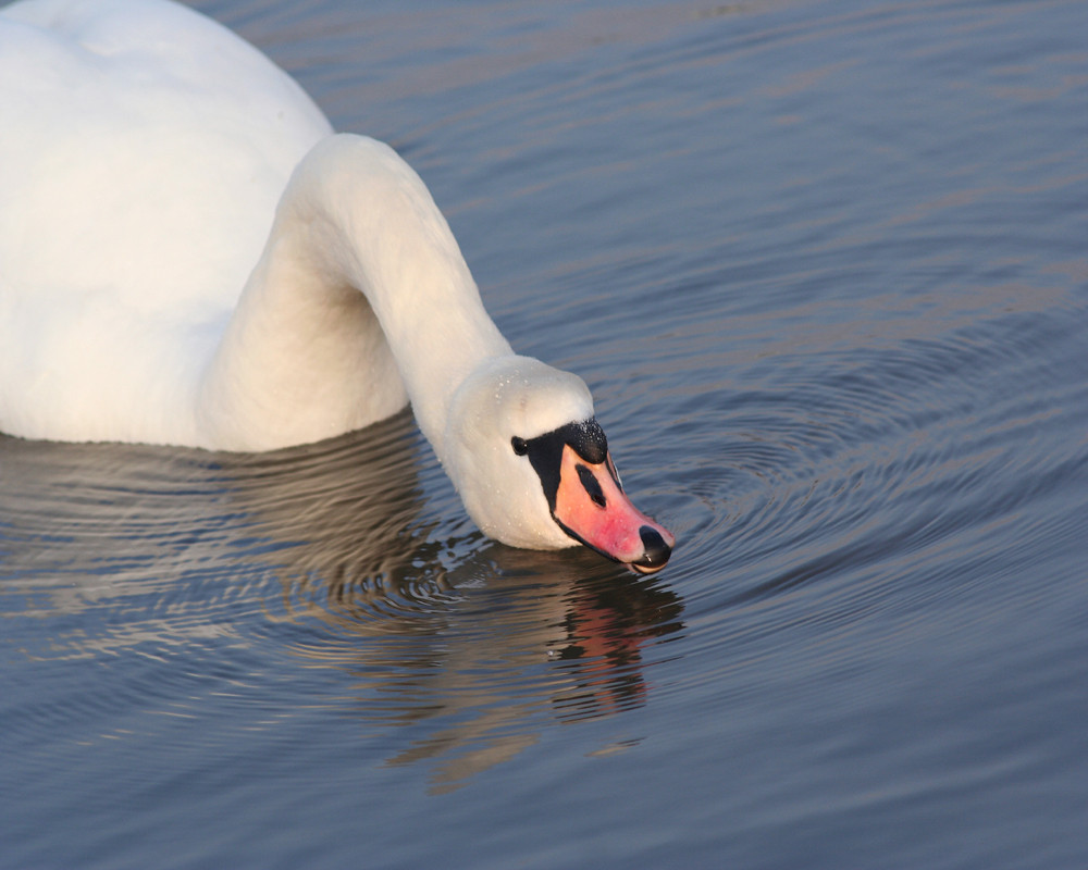 Auch ein Schwan muss mal trinken