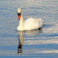 auch ein Schwan schaut in den Spiegel