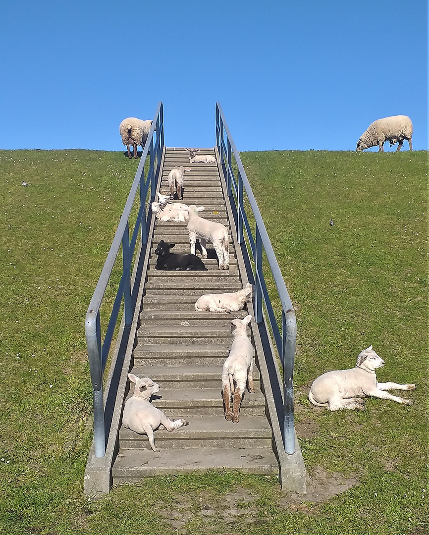 Auch ein Schwarzes Schaf kann sich hocharbeiten !