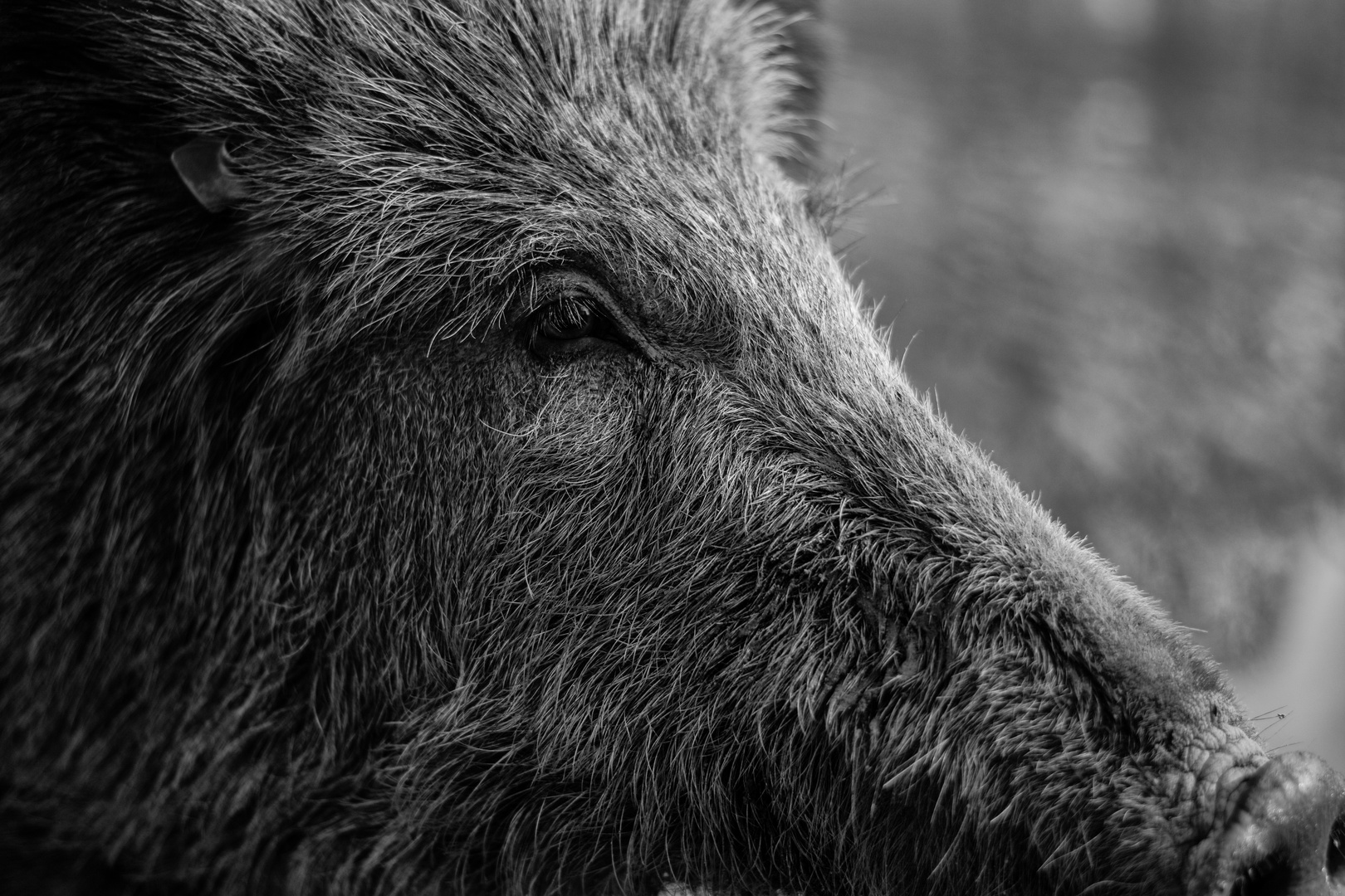 Auch ein Schwein kann schön sein.