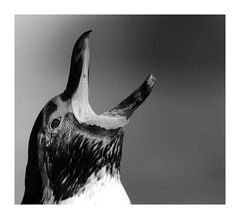auch ein Schweriner Pinguin