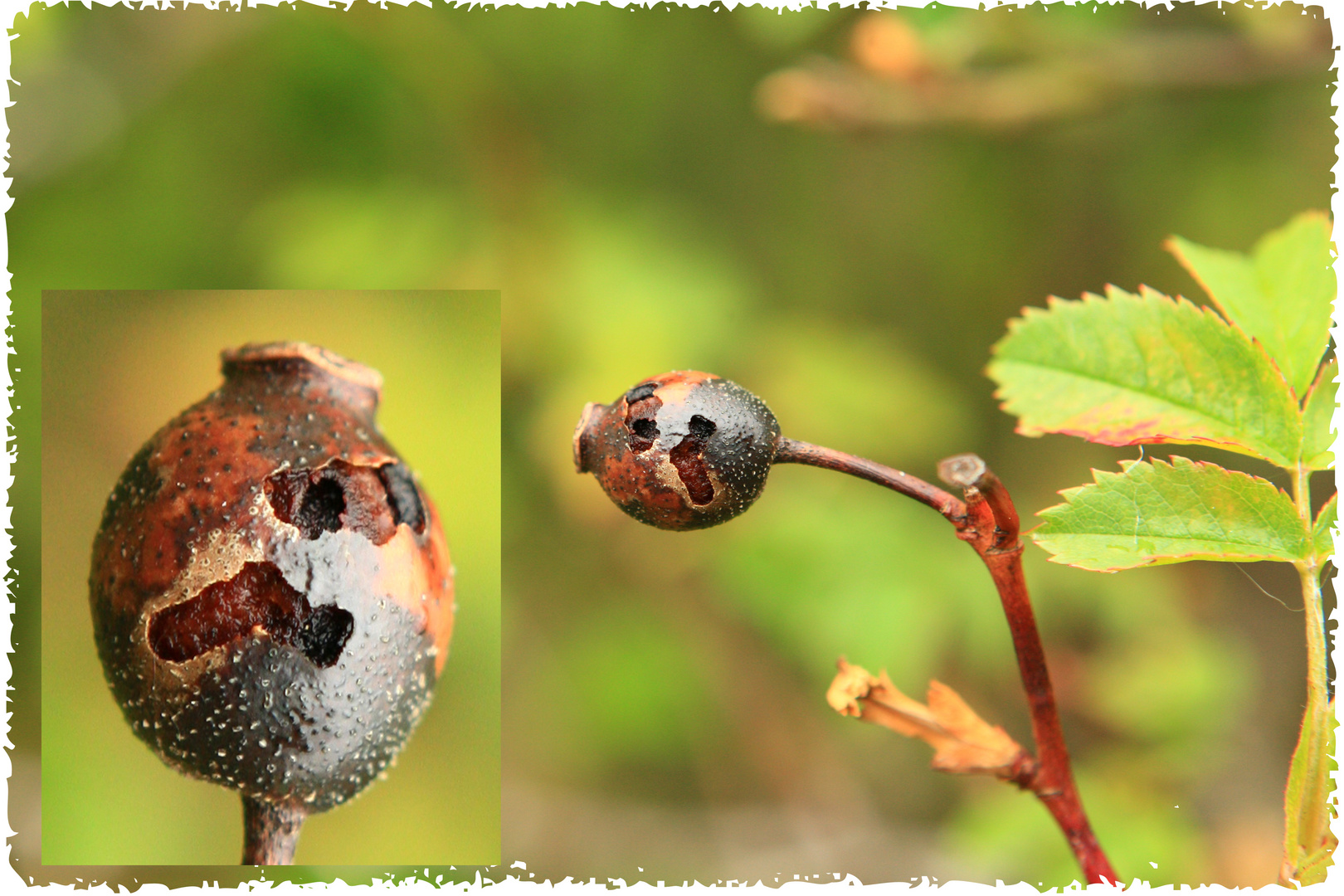 auch ein Smilie wird einmal alt