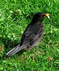 Auch ein später Vogel fängt den Wurm....