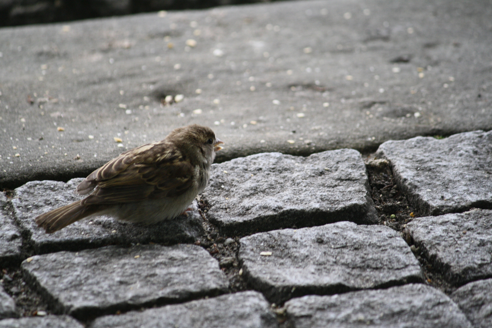 Auch ein Spatz findet manchmal ein Korn