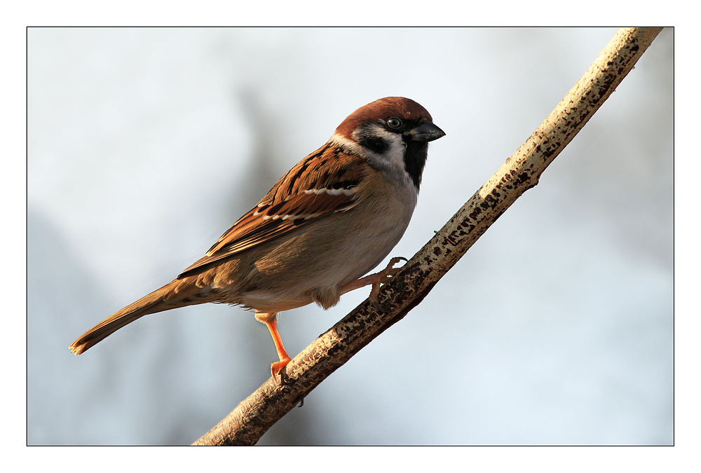 Auch ein Spatz ist ein Hübscher