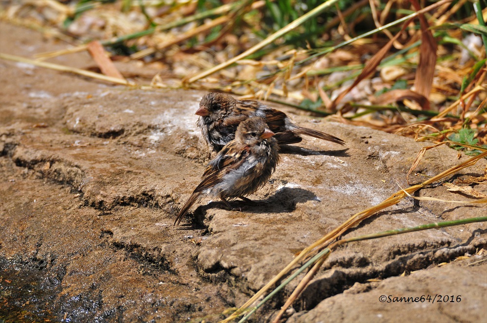 Auch ein Spatz ist es Wert..