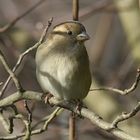 Auch ein Spatz kann süss sein