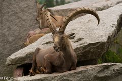 auch ein Steinbock kann in die Kamera lächeln....