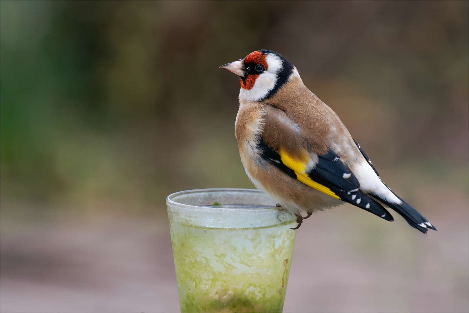 auch ein Stieglitz muß mal trinken  ..... 