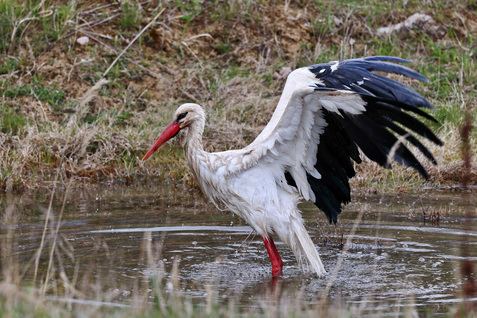 Auch ein Storch.....