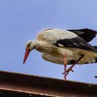 Auch ein Storch braucht mal Bewegung, wenn er den ganzen Tag im Nest sitzt