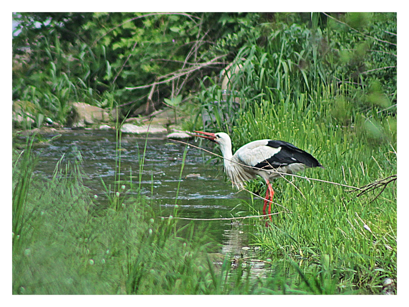 Auch ein Storch hat mal Durst