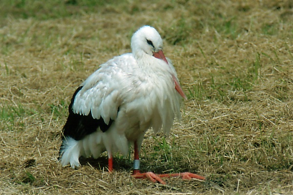 Auch ein Storch macht mal Pause