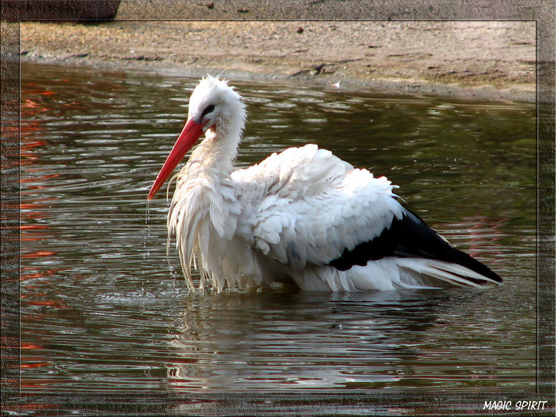 Auch ein Storch muß mal baden...