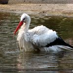 Auch ein Storch muß mal baden...