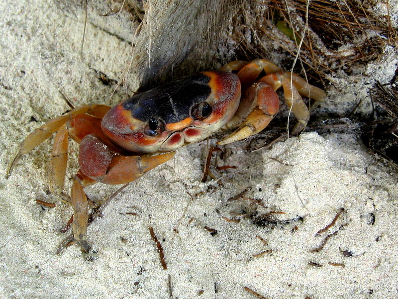 Auch ein Strandliebhaber....