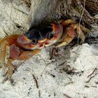 Auch ein Strandliebhaber....