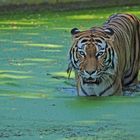 Auch ein Tiger braucht mal eine Abkühlung .......