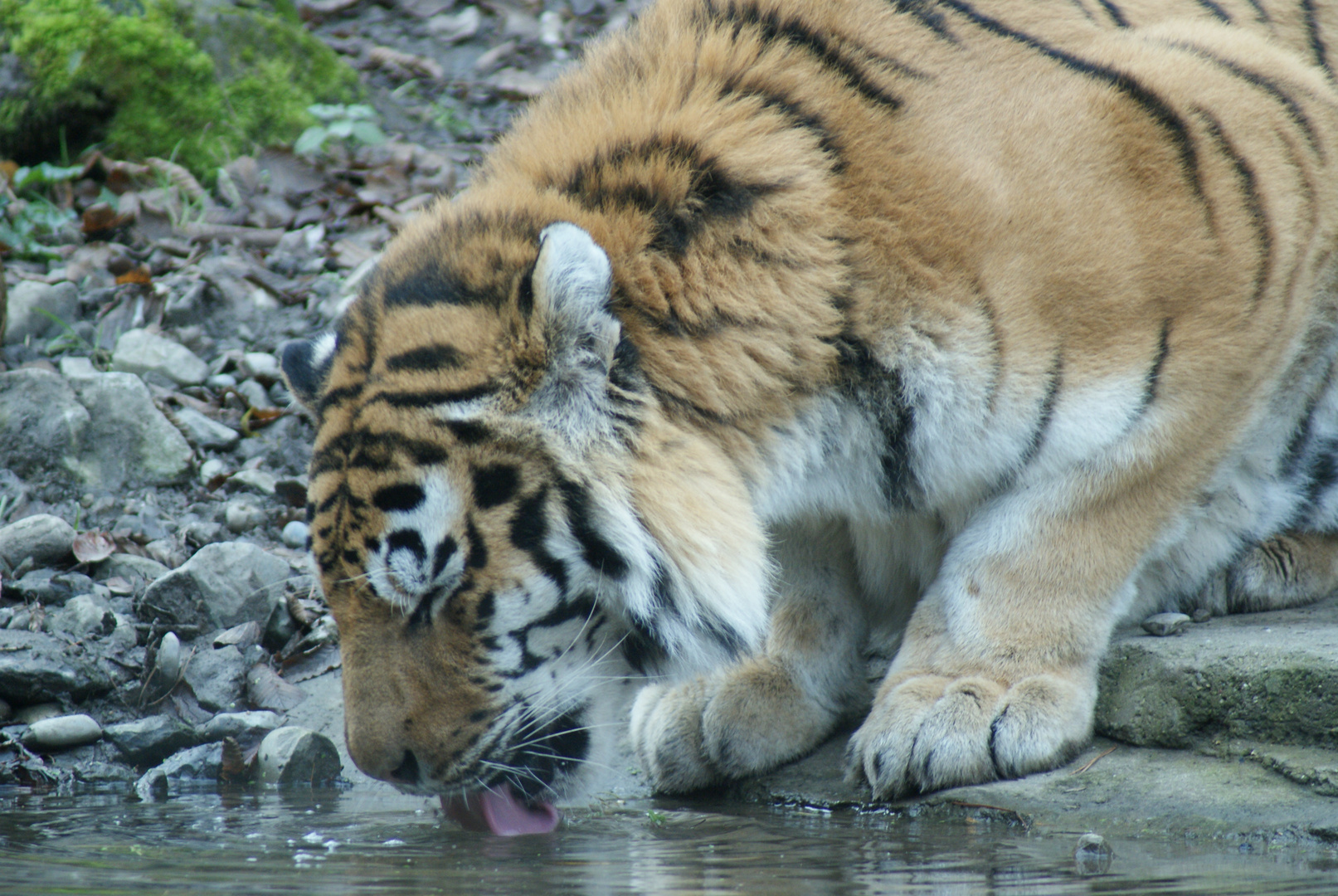 Auch ein Tiger hat mal Durst