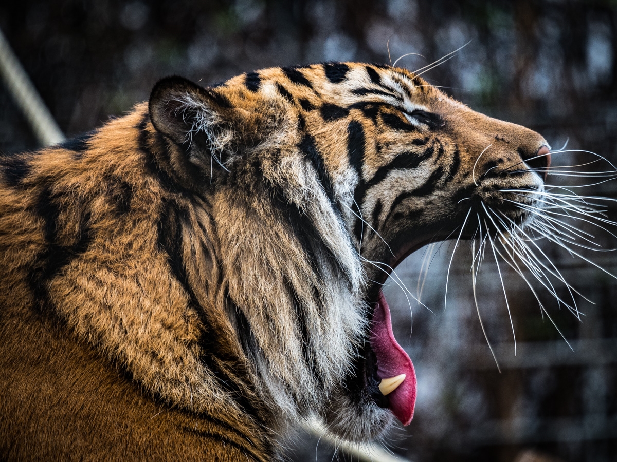 Auch ein Tiger ist mal müde