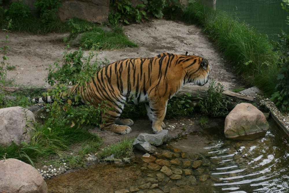 auch ein Tiger muss mal "müssen"