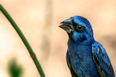 "Auch ein Vogel hat Rechte: Ohne Leckerli kein Bild!"