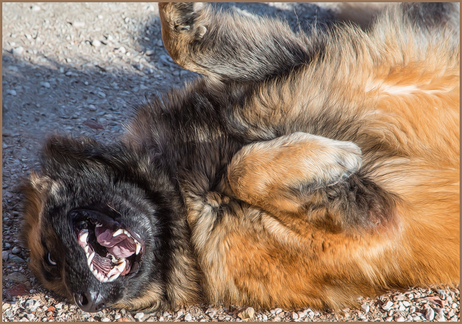 auch ein Wachhund darf mal albern sein...