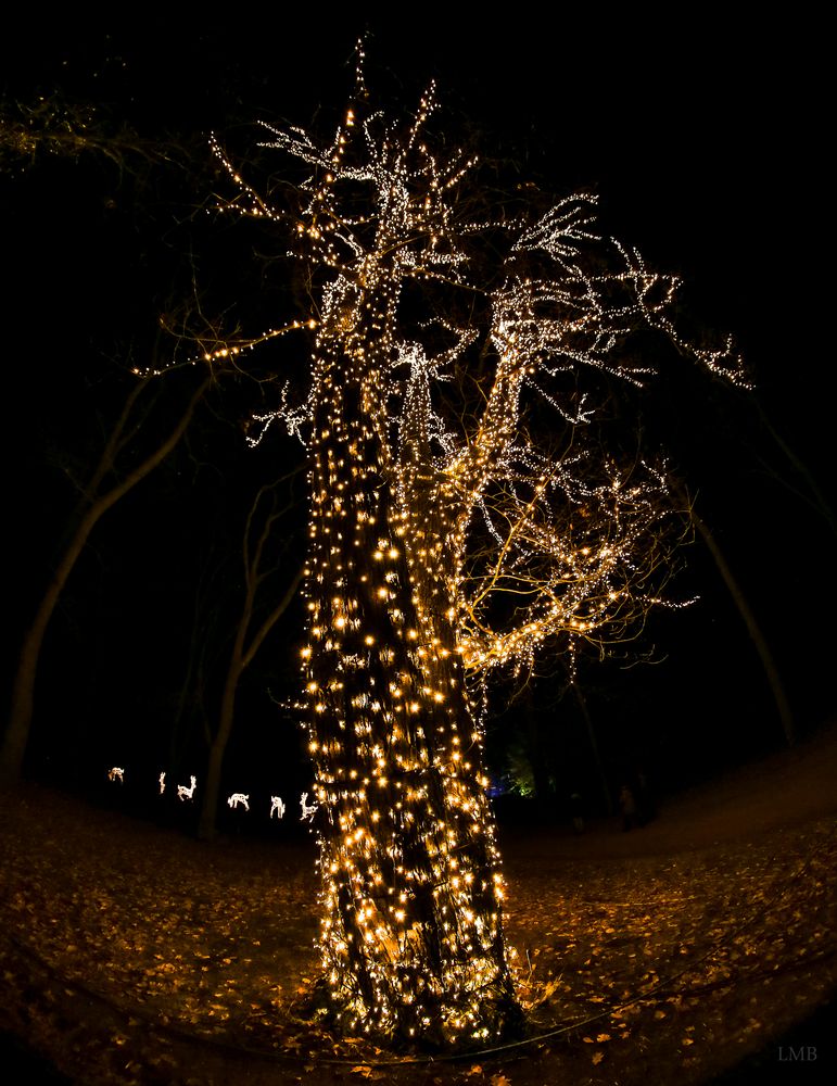 Auch ein Weihnachtsbaum